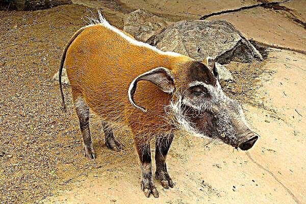 Schweinerasse "African Brush": Beschreibung und Merkmale eines Wildtiers