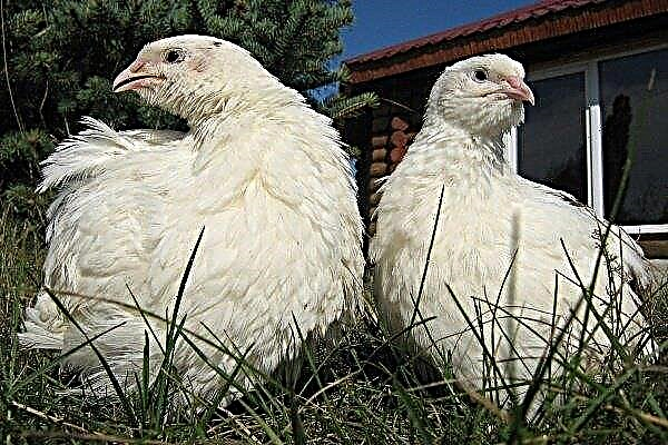 Quail breed “Texas White Broiler”: appearance and content features