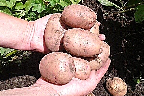Potato "Zhukovsky": features of the early variety