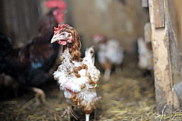Tại sao gà bắt đầu rụng tóc, và làm thế nào để một người nông dân chống lại sự mất chim?