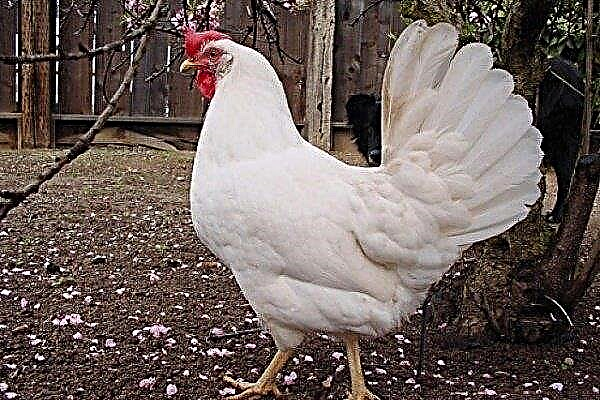Leggorn 닭 : 품종 특징, 유지 관리 및 관리