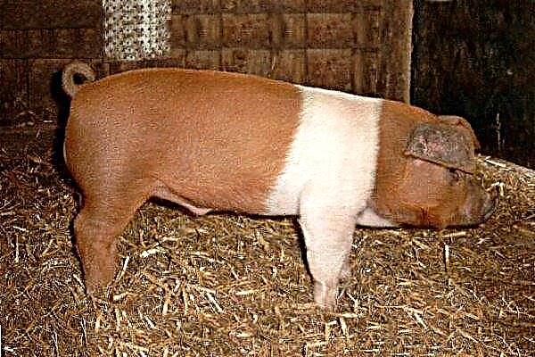 Raza porcina "Cinturón rojo": características de la cría y la cría