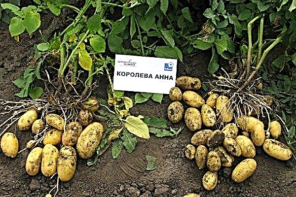 Potato variety "Queen Anna": features, planting and care