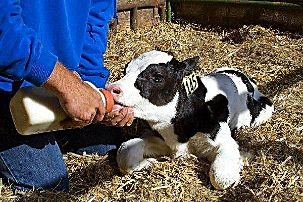 Features of feeding calves from birth