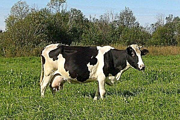 Descrição da vaca da raça Kholmogorsk: características de manutenção e cuidados