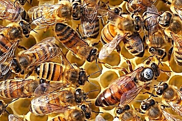 النحلة الأوكرانية: تولد الميزات وإنتاجيتها وصفاتها