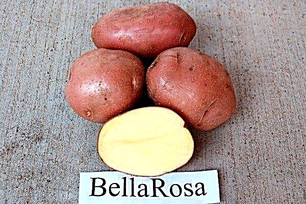 Burgonya Bellarosa - korai, termékeny fajta
