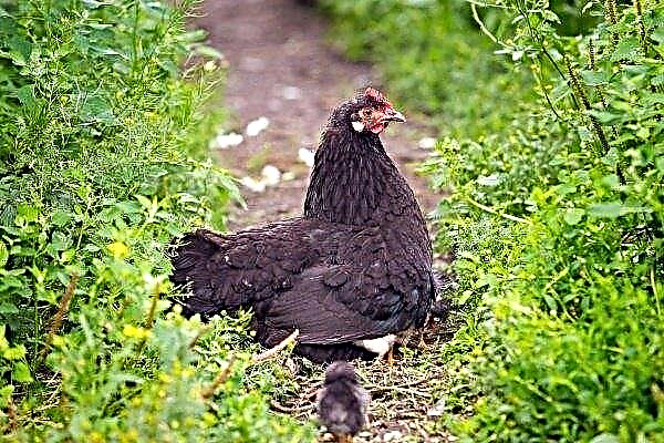 Dekorative Hühner: Spezifikationen und Pflegetipps