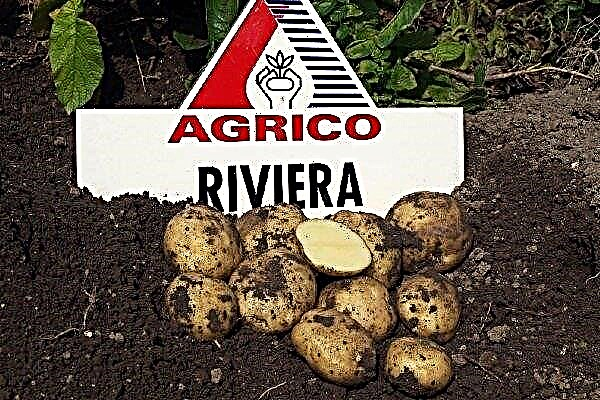 تنوع البطاطا - ريفييرا: التاريخ والخصائص والزراعة والعناية