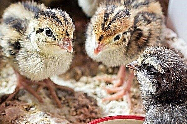 Nutrition quail from birth: what and how to feed?