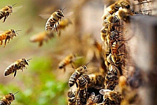 꿀벌의 종 : 인기있는 품종의 개요