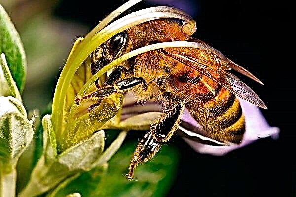 Breed "northern bee": features of breeding and honey