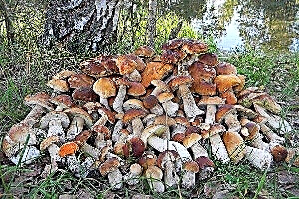 What mushrooms grow in the Leningrad region?