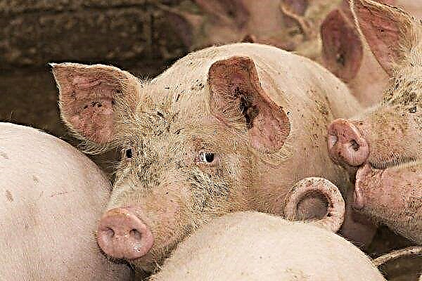 Wat is cysticercose bij varkens (finnose)?
