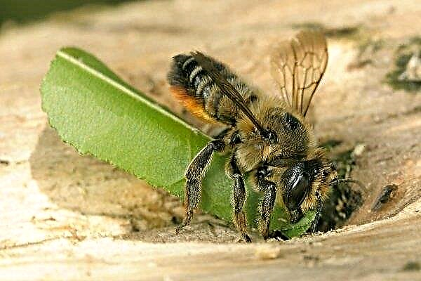 Як виглядає бджола-листоріз і шкодить вона садовим рослинам?