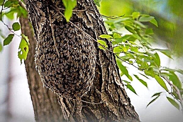 كل شيء عن النحل البري: أخطاره وفوائده