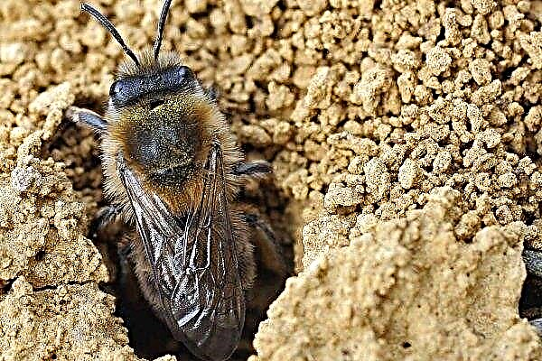 Who are the earthen bees: what do they look like, where do they live and how to get rid of?