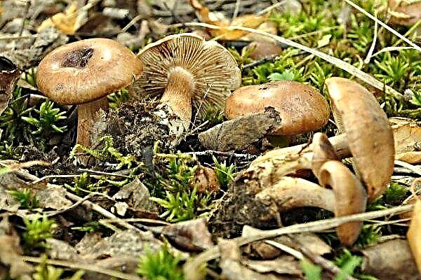 Ryadovka poplar (clerk): features of the mushroom