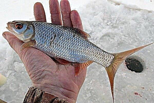 Roach fish: features, spawning, fishing and rearing