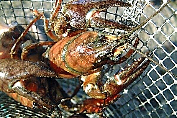 Crayfish catching: favorable time and ways of catching