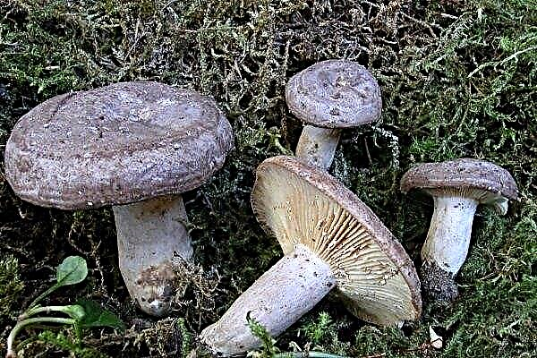 Serushka (lillakas): seene kirjeldus, kus see kasvab ja kuidas koguda