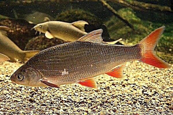 An ide fish: description, habitat, fishing, breeding rules