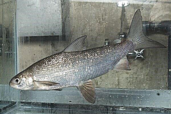 Ripus 물고기 : 특징, 라이프 스타일, 낚시 및 번식