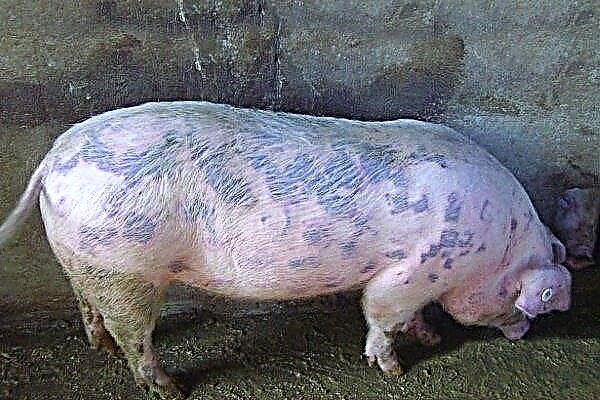 Qu'est-ce qu'un visage de porc dangereux? Comment traiter et prévenir la maladie?