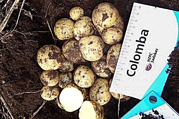Variedade de batatas "Colombo": características do cultivo e cuidado