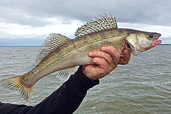Sudak: fish lifestyle, fishing, breeding and rearing