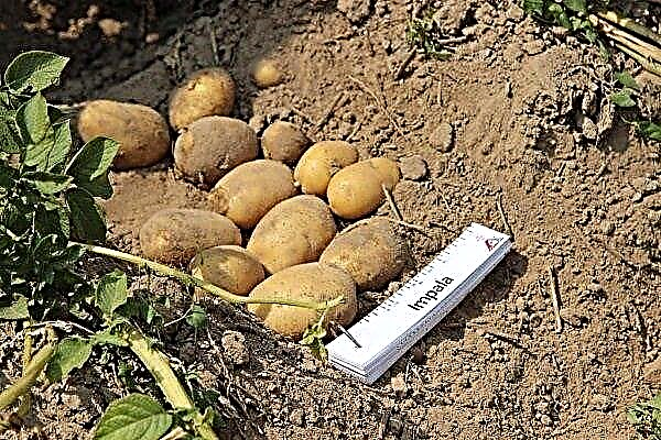 تنوع البطاطس إمبالا: وصف وميزات النمو