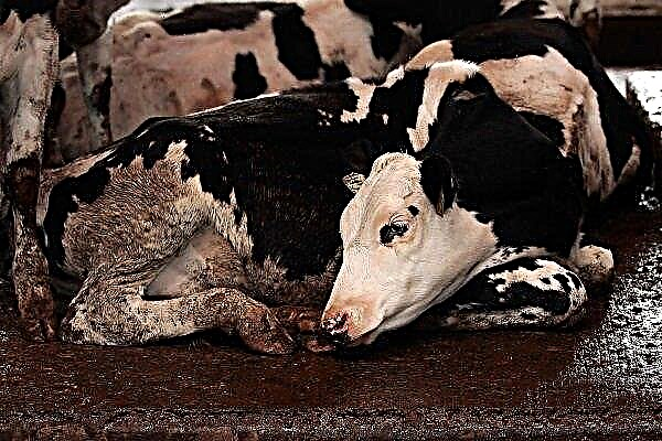 Tout sur la leucémie chez les vaches: voies d'infection, signes et quel est le danger?