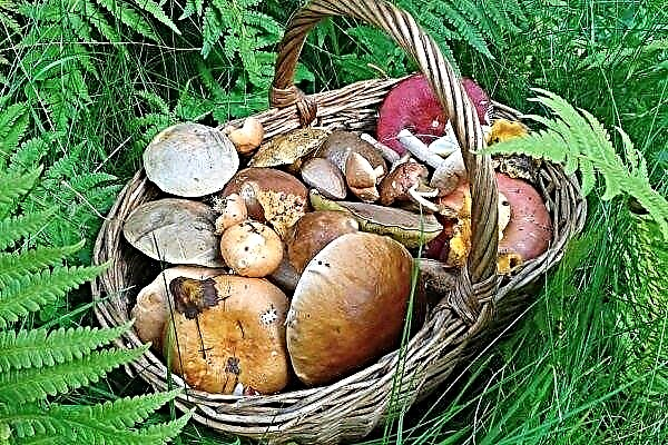 What mushrooms grow in the Volgograd region?
