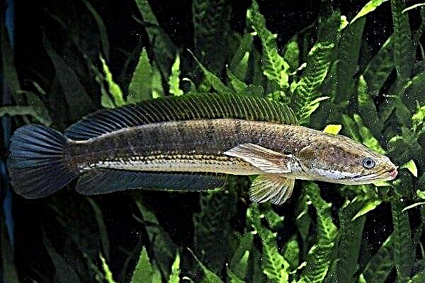 Snakehead fish: features, species, fishing and artificial content
