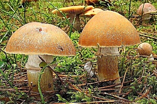 Kanad (kukeseened): seente omadused, nende omadused, rakendus ja kasvukohad