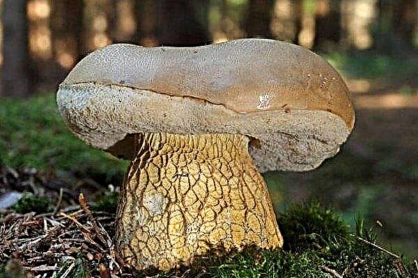 Žlučová houba (nepravá bílá): charakteristické rysy a vlastnosti