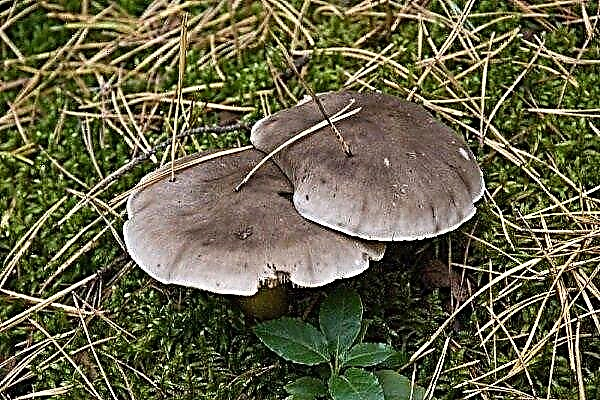 Ryadovka grå - beskrivelse, egenskaber og vækststeder for svampen