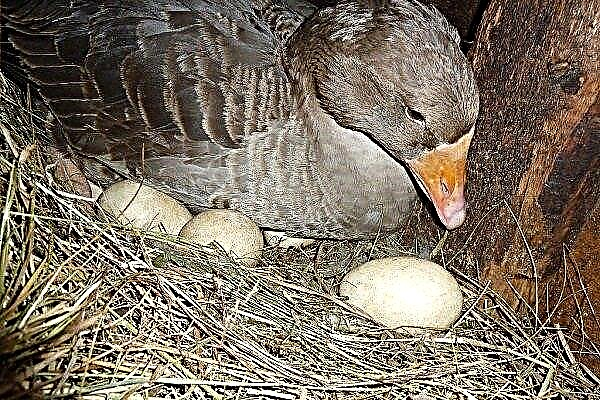 Goose laying: when does it begin, how many eggs are laid?