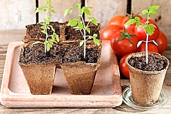 How to germinate tomato seeds for seedlings?