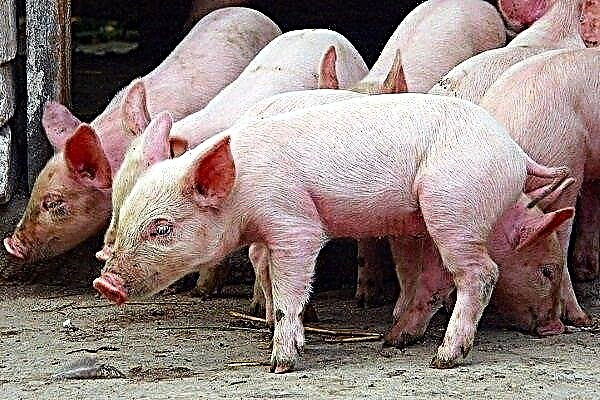 الأمراض المعدية القولونية (Escherichiosis) في الخنازير: كما يتجلى ، طرق الإزالة والوقاية