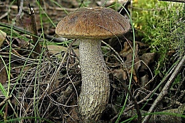 Boletus - feature, growth and cultivation