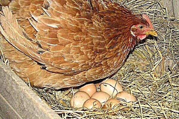 Comment choisir les poules pondeuses et les garder pour la vente d'œufs?