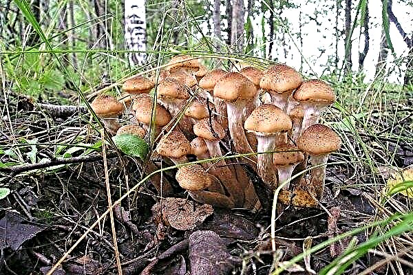 Honey mushrooms: mushroom growing places, species, doubles and cultivation methods