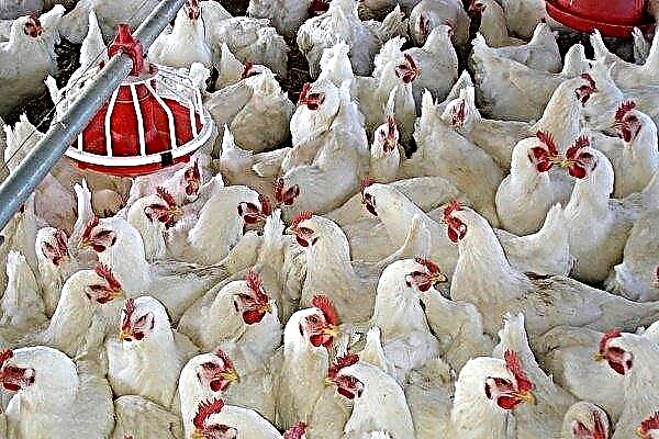 كيفية صيانة ورفع دجاج التسمين للبيع؟