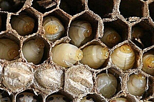 Arı larvası: özellikleri, gelişimi ve bakımı