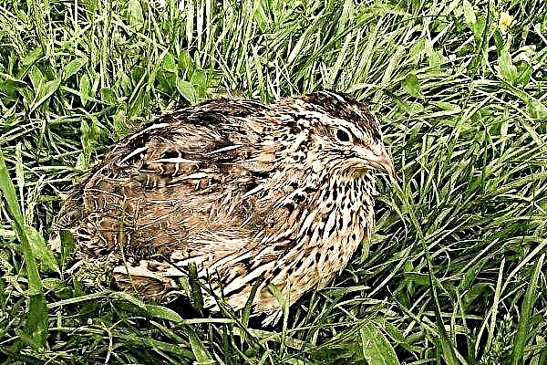 Quail Estonian breed: features, breeding and care