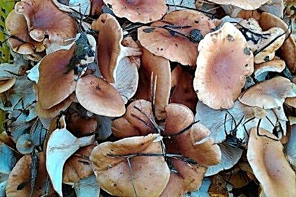 Praters - vooral paddenstoelen, hun variëteiten en waar groeien ze?