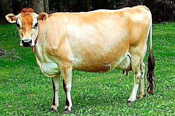 سلالة الأبقار "جيرسي": قيمة السلالة والسمات والمحتوى