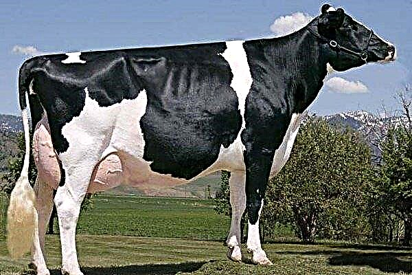 Raça de vaca "Holstein-Friesian": características, produtividade, cuidado, manutenção e melhoramento