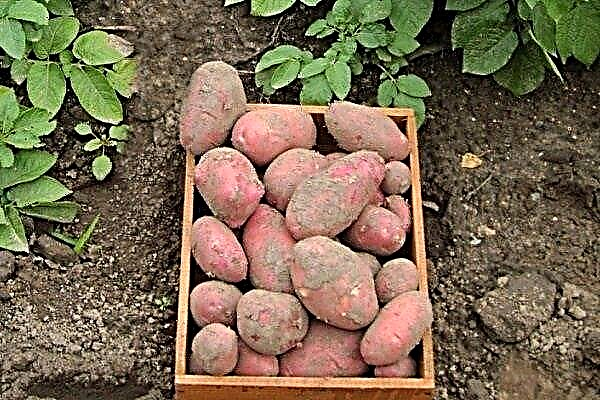 Variedade de batata "Red Scarlet": características do cultivo